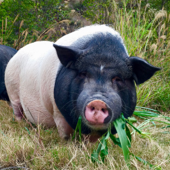 https://farmflow.org/wp-content/uploads/2018/05/Visual_Blog-LovePigs-1.jpg