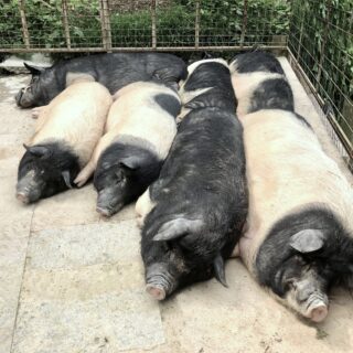 https://farmflow.org/wp-content/uploads/2024/01/pigs-1-320x320.jpg